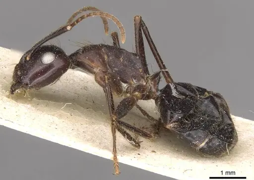 Camponotus quadrisectus specimen CASENT0910510 image casent0910510_3