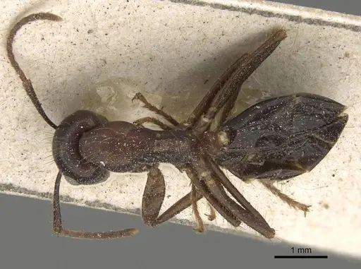 Camponotus quadrisectus specimen CASENT0922409 image casent0922409_1