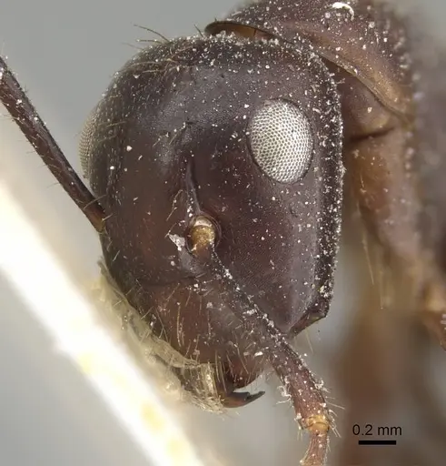 Camponotus quadrisectus specimen CASENT0922409 image casent0922409_2