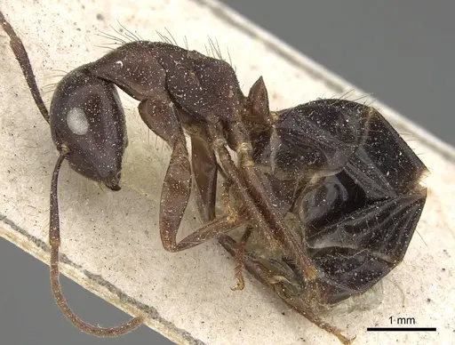 Camponotus quadrisectus specimen CASENT0922409 image casent0922409_3