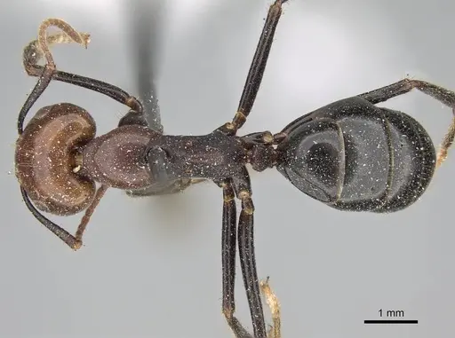 Camponotus quadrisectus specimen CASENT0922412 image casent0922412_1