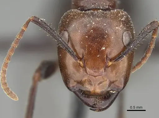 Camponotus quadrisectus specimen CASENT0922412 image casent0922412_2