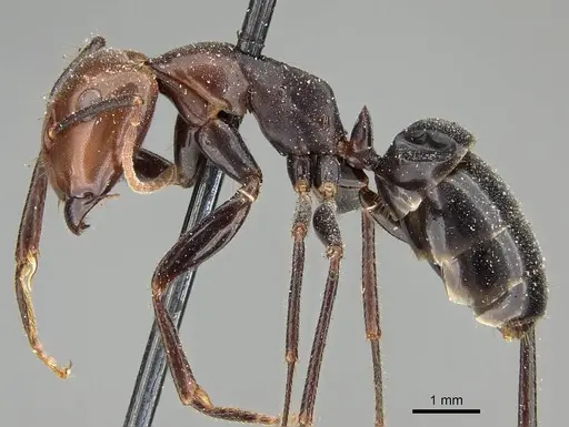 Camponotus quadrisectus specimen CASENT0922412 image casent0922412_3
