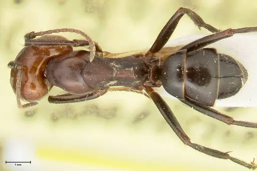 Camponotus quadrisectus specimen FOCOL2337 image focol2337_1
