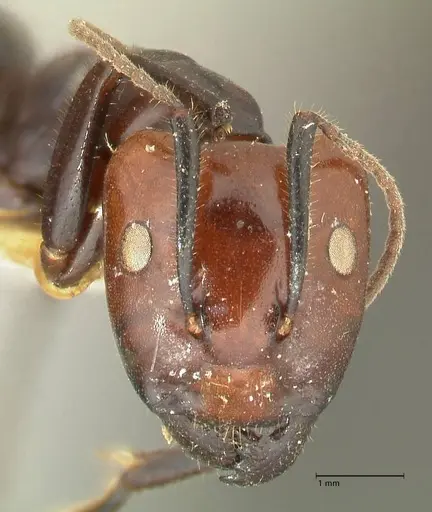 Camponotus quadrisectus specimen FOCOL2337 image focol2337_2