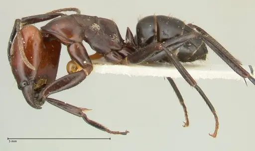 Camponotus quadrisectus specimen FOCOL2337 image focol2337_3