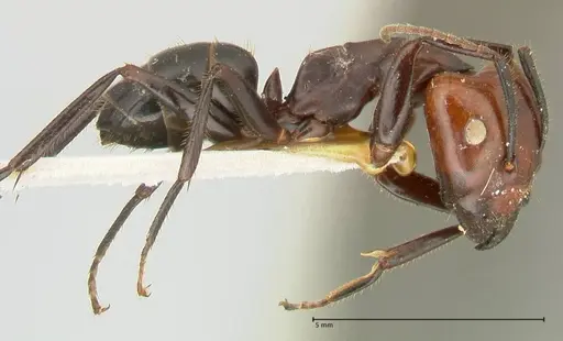 Camponotus quadrisectus specimen FOCOL2337 image focol2337_4