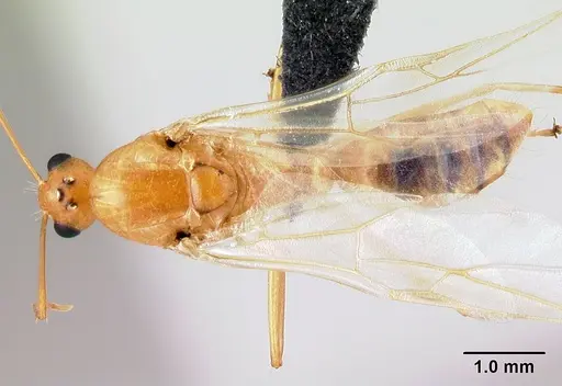 Camponotus radamae specimen CASENT0066701 image casent0066701_1