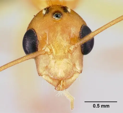 Camponotus radamae specimen CASENT0066701 image casent0066701_2