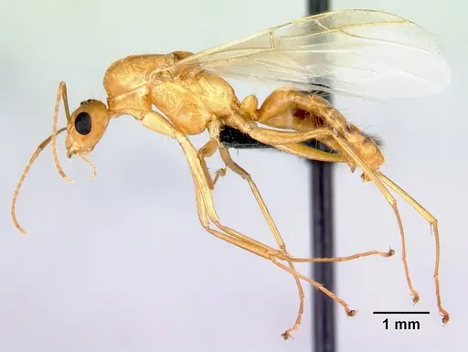Camponotus radamae specimen CASENT0066701 image casent0066701_3