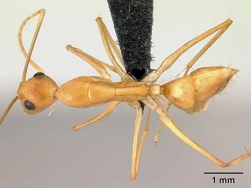 Camponotus radamae specimen CASENT0066777 image casent0066777_1