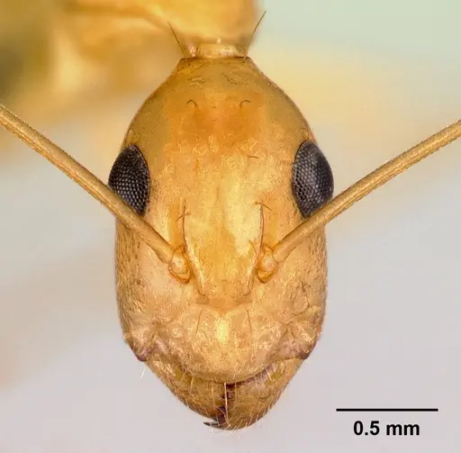 Camponotus radamae specimen CASENT0066777 image casent0066777_2