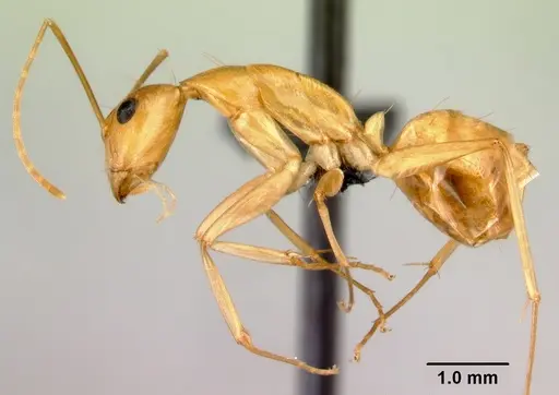 Camponotus radamae specimen CASENT0066777 image casent0066777_3