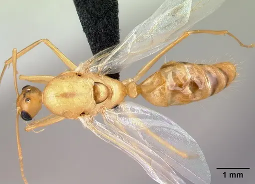 Camponotus radamae specimen CASENT0067191 image casent0067191_1