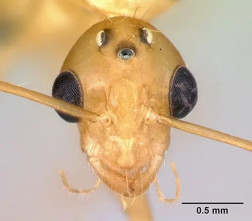 Camponotus radamae specimen CASENT0067191 image casent0067191_2