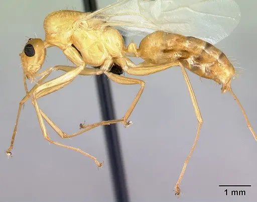 Camponotus radamae specimen CASENT0067191 image casent0067191_3