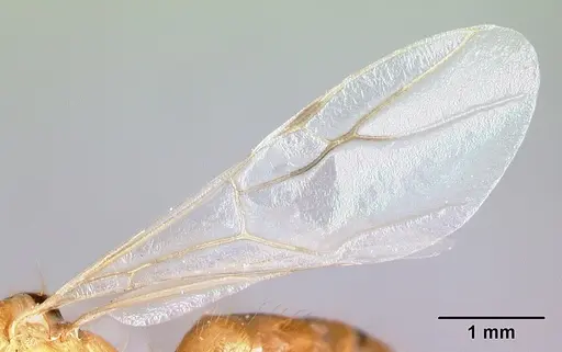 Camponotus radamae specimen CASENT0067191 image casent0067191_4