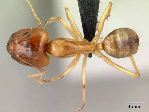 Camponotus radamae specimen CASENT0067192 image casent0067192_1