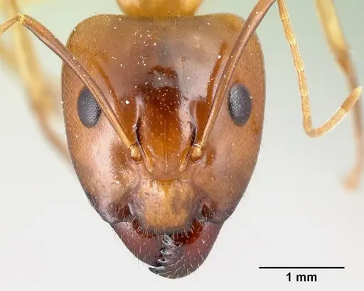 Camponotus radamae specimen CASENT0067192 image casent0067192_2