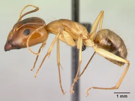 Camponotus radamae specimen CASENT0067192 image casent0067192_3