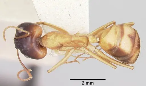 Camponotus radamae specimen CASENT0101346 image casent0101346_1