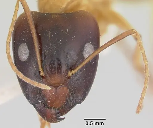Camponotus radamae specimen CASENT0101346 image casent0101346_2