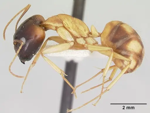 Camponotus radamae specimen CASENT0101346 image casent0101346_3