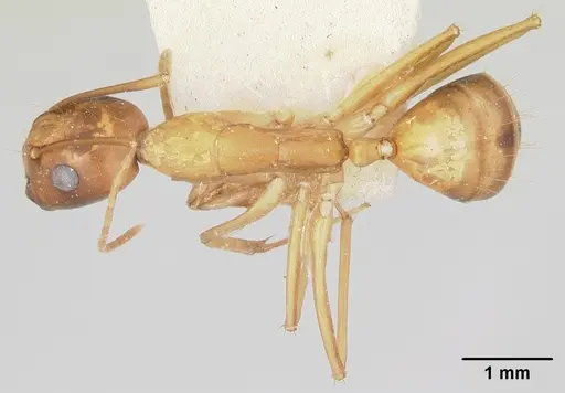 Camponotus radamae specimen CASENT0101347 image casent0101347_1
