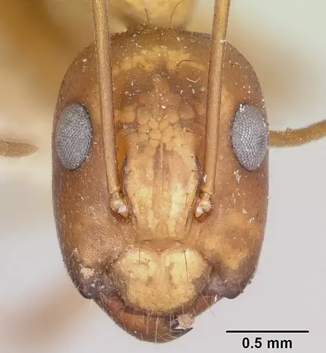 Camponotus radamae specimen CASENT0101347 image casent0101347_2