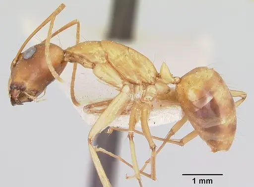Camponotus radamae specimen CASENT0101347 image casent0101347_3