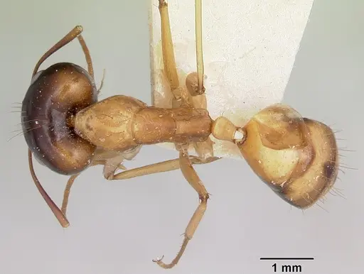 Camponotus radamae specimen CASENT0101867 image casent0101867_1