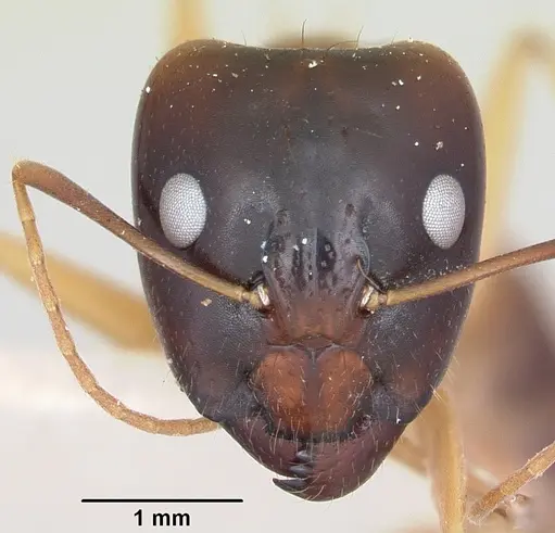 Camponotus radamae specimen CASENT0101867 image casent0101867_2