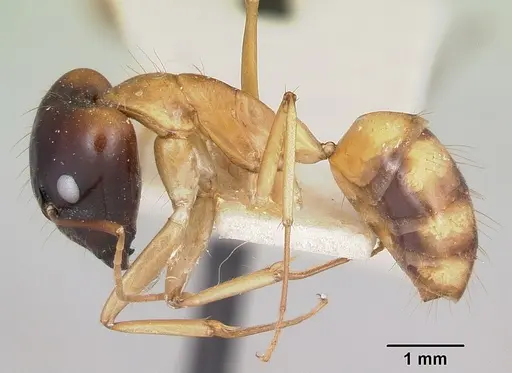 Camponotus radamae specimen CASENT0101867 image casent0101867_3