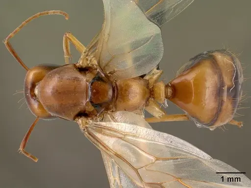 Camponotus radamae specimen CASENT0135816 image casent0135816_1