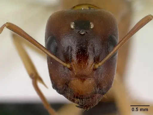 Camponotus radamae specimen CASENT0135816 image casent0135816_2