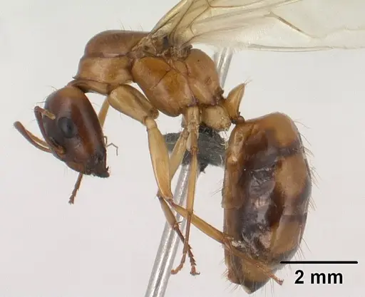 Camponotus radamae specimen CASENT0135816 image casent0135816_3
