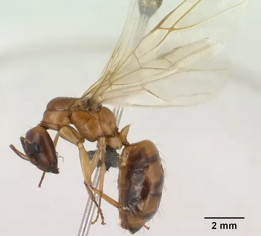 Camponotus radamae specimen CASENT0135816 image casent0135816_4