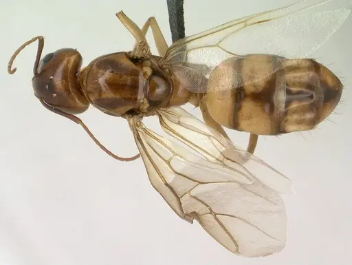 Camponotus radamae specimen CASENT0143598 image casent0143598_1