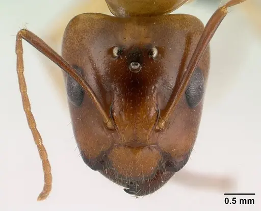 Camponotus radamae specimen CASENT0143598 image casent0143598_2