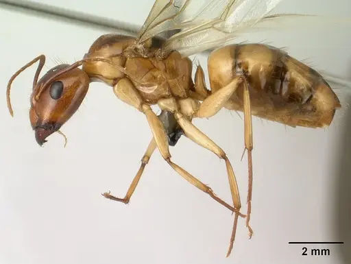 Camponotus radamae specimen CASENT0143598 image casent0143598_3