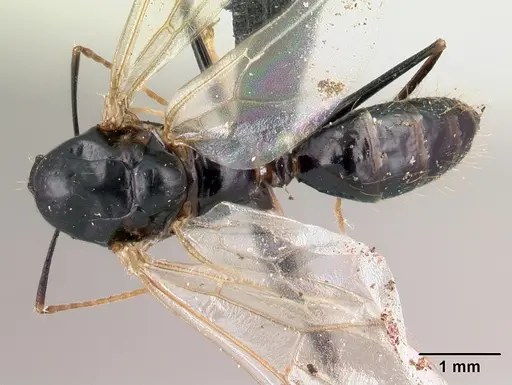 Camponotus radamae specimen CASENT0152452 image casent0152452_1