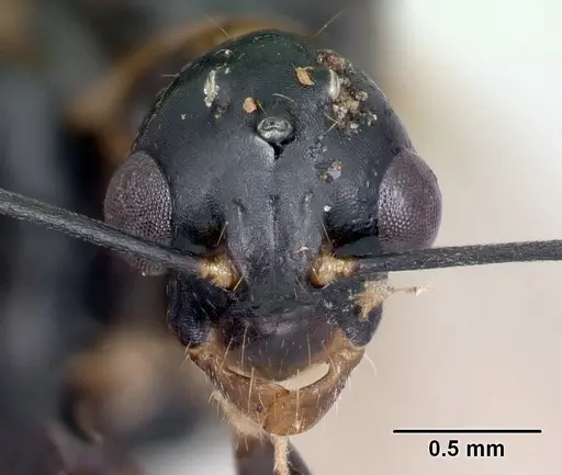 Camponotus radamae specimen CASENT0152452 image casent0152452_2