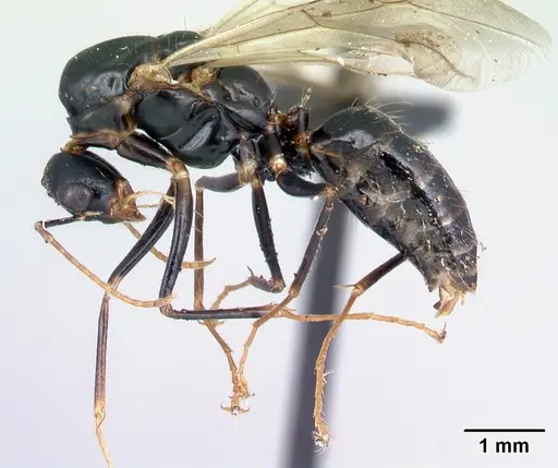 Camponotus radamae specimen CASENT0152452 image casent0152452_3