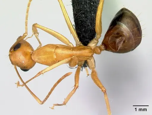 Camponotus radamae specimen CASENT0152453 image casent0152453_1
