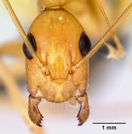 Camponotus radamae specimen CASENT0152453 image casent0152453_2