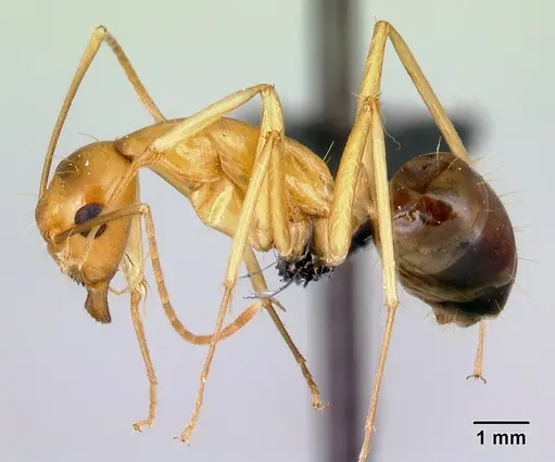 Camponotus radamae specimen CASENT0152453 image casent0152453_3