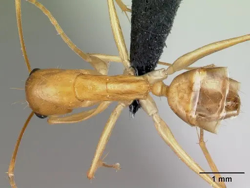 Camponotus radamae specimen CASENT0217307 image casent0217307_1
