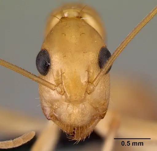 Camponotus radamae specimen CASENT0217307 image casent0217307_2