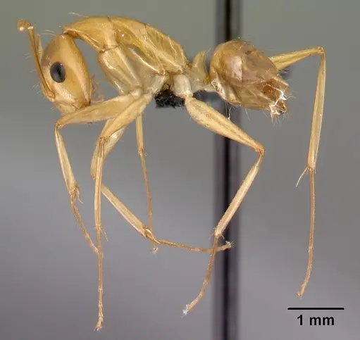 Camponotus radamae specimen CASENT0217307 image casent0217307_3