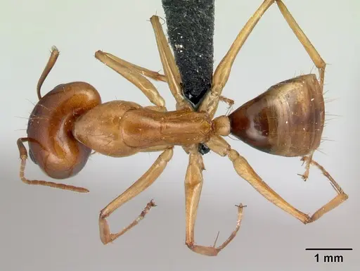 Camponotus radamae specimen CASENT0217308 image casent0217308_1